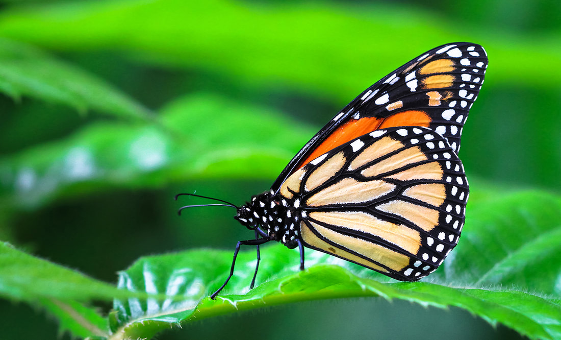 monarchbutterfly